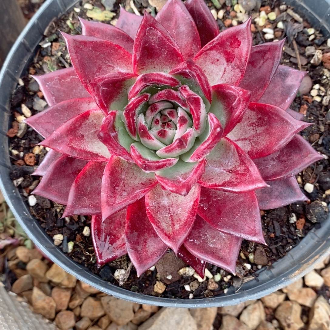 義福利特价血罗小规格