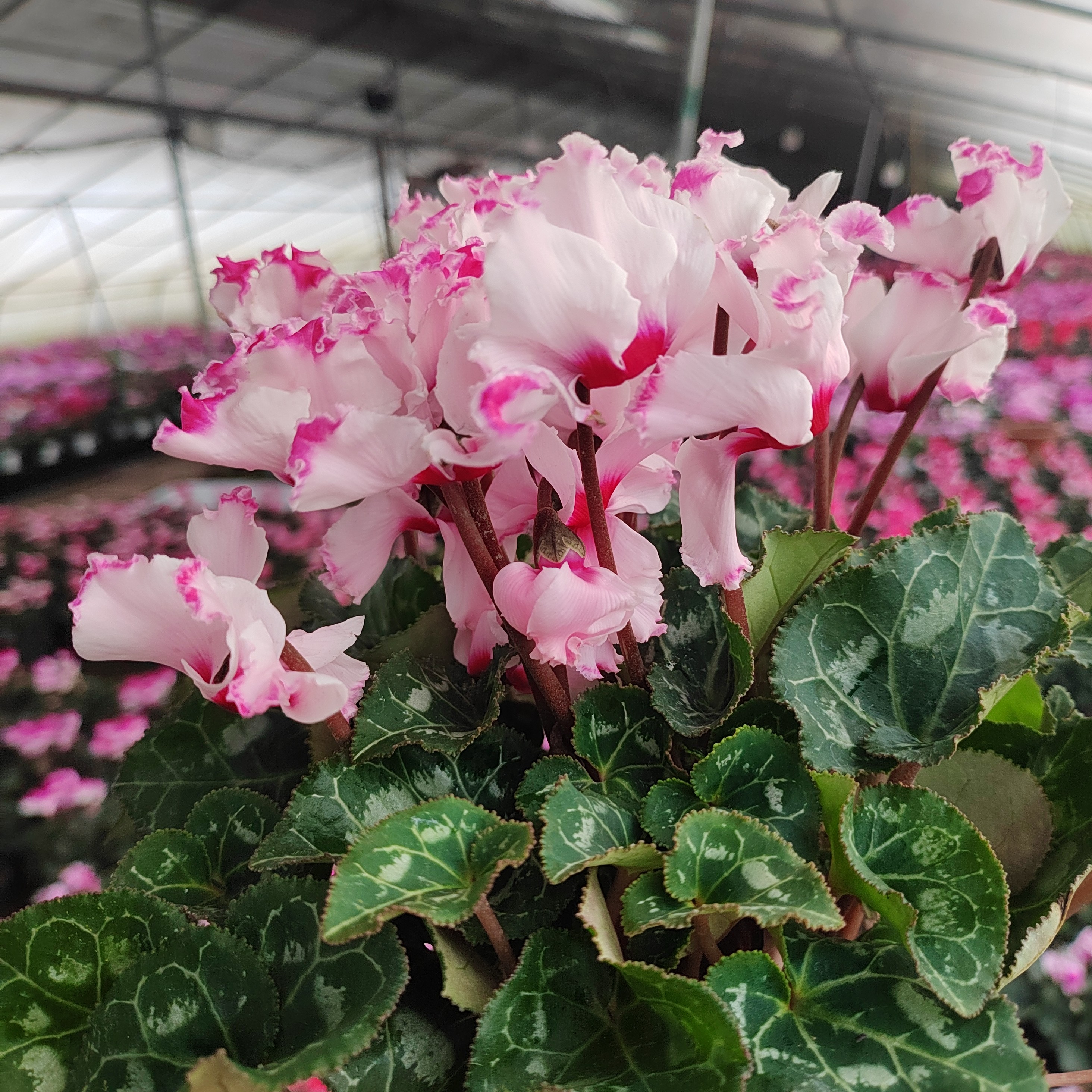 稀有品种62号浅粉维多利亚带香味11厘米盆径迷你小棵型花期长