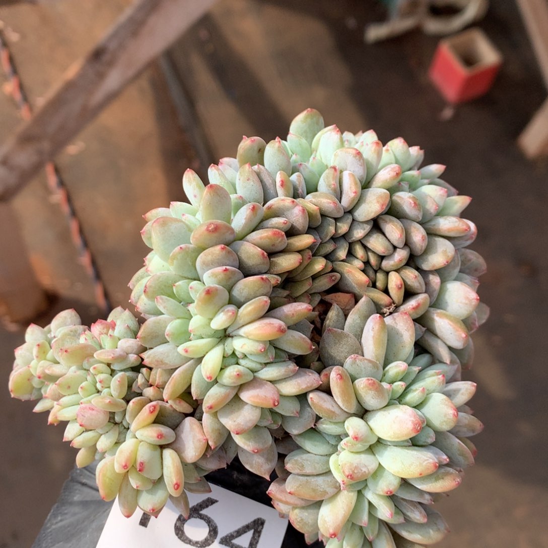 有瑕疵不售后  164号新疆西藏内蒙古不包邮