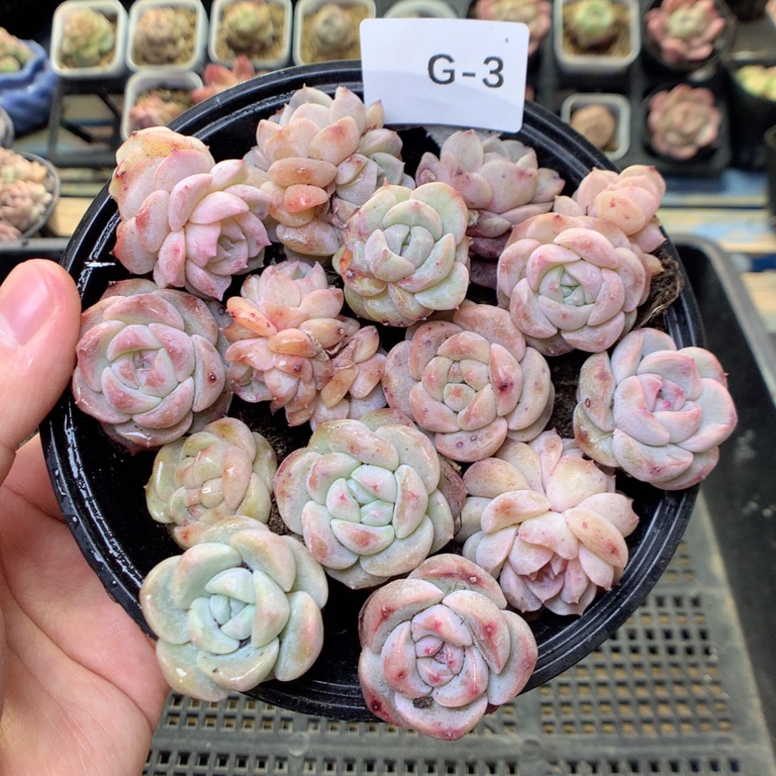 G3，20包邮两天凑单偏远地区不发货