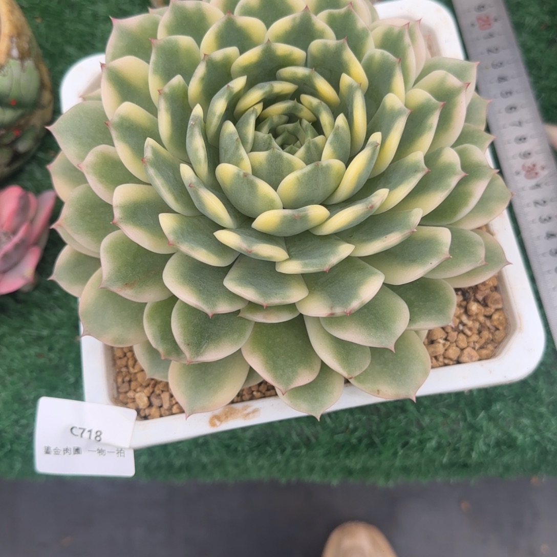 晴****C718十秋锦        