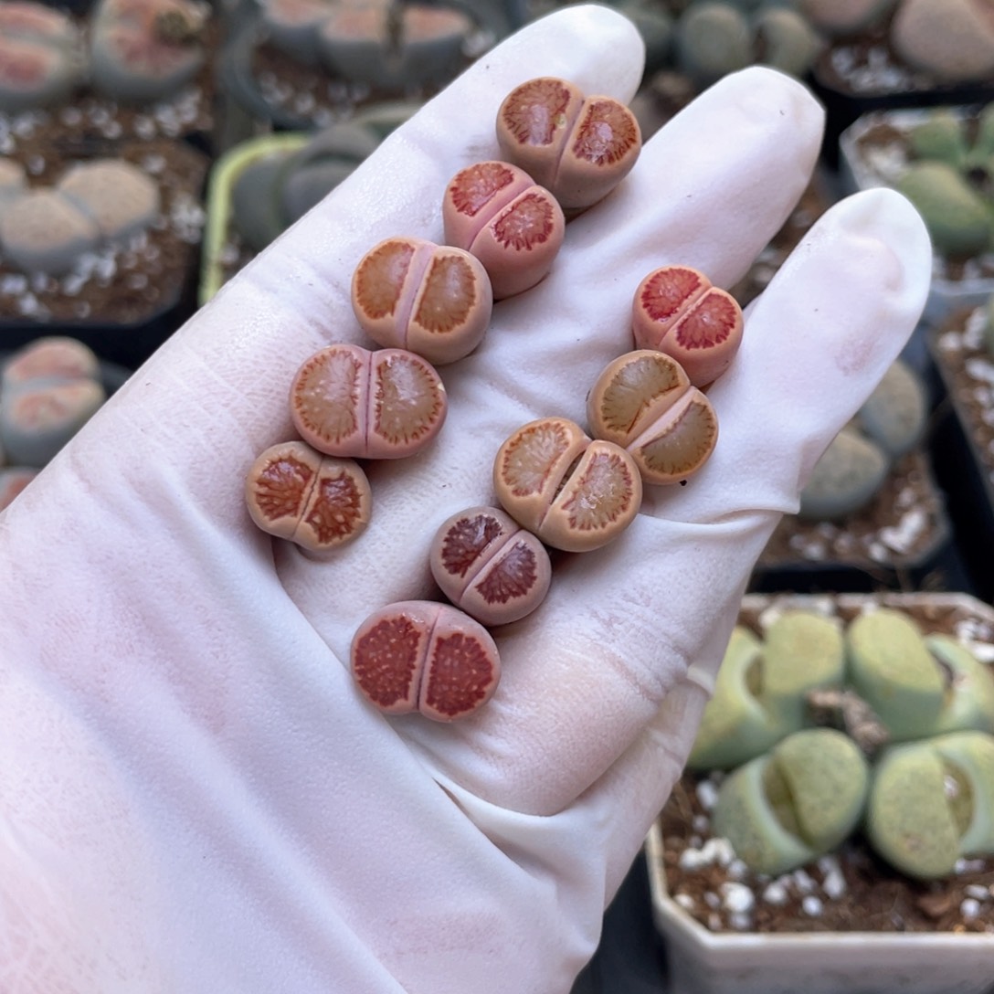 21号 美菊一手 88888