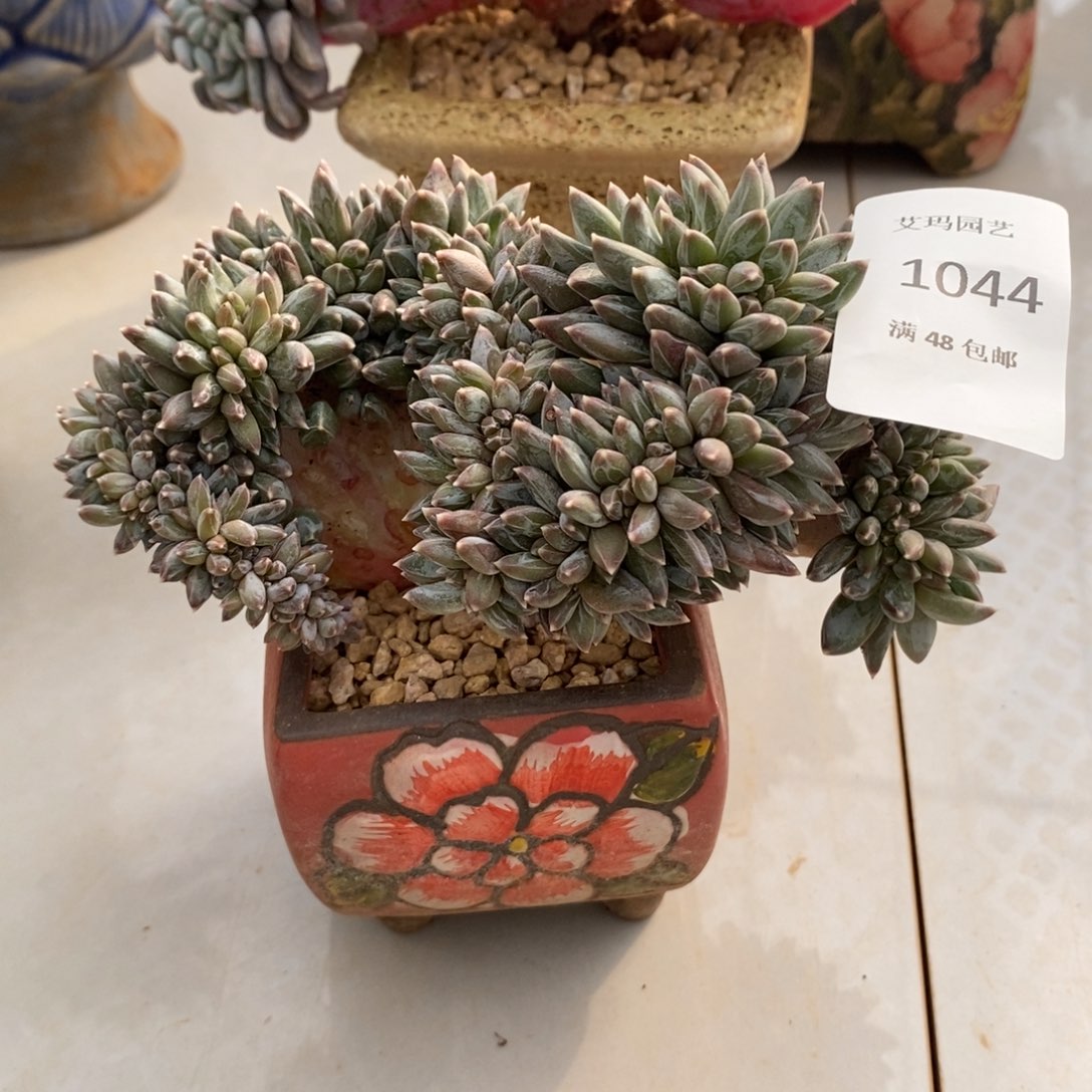 炫彩星缀化多肉多肉044