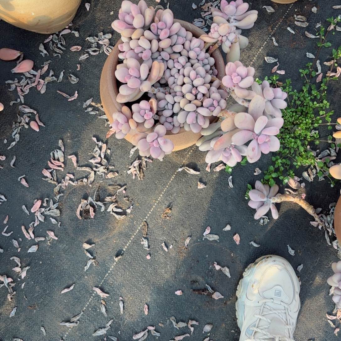 o**星桃蛋28-58不售后。        