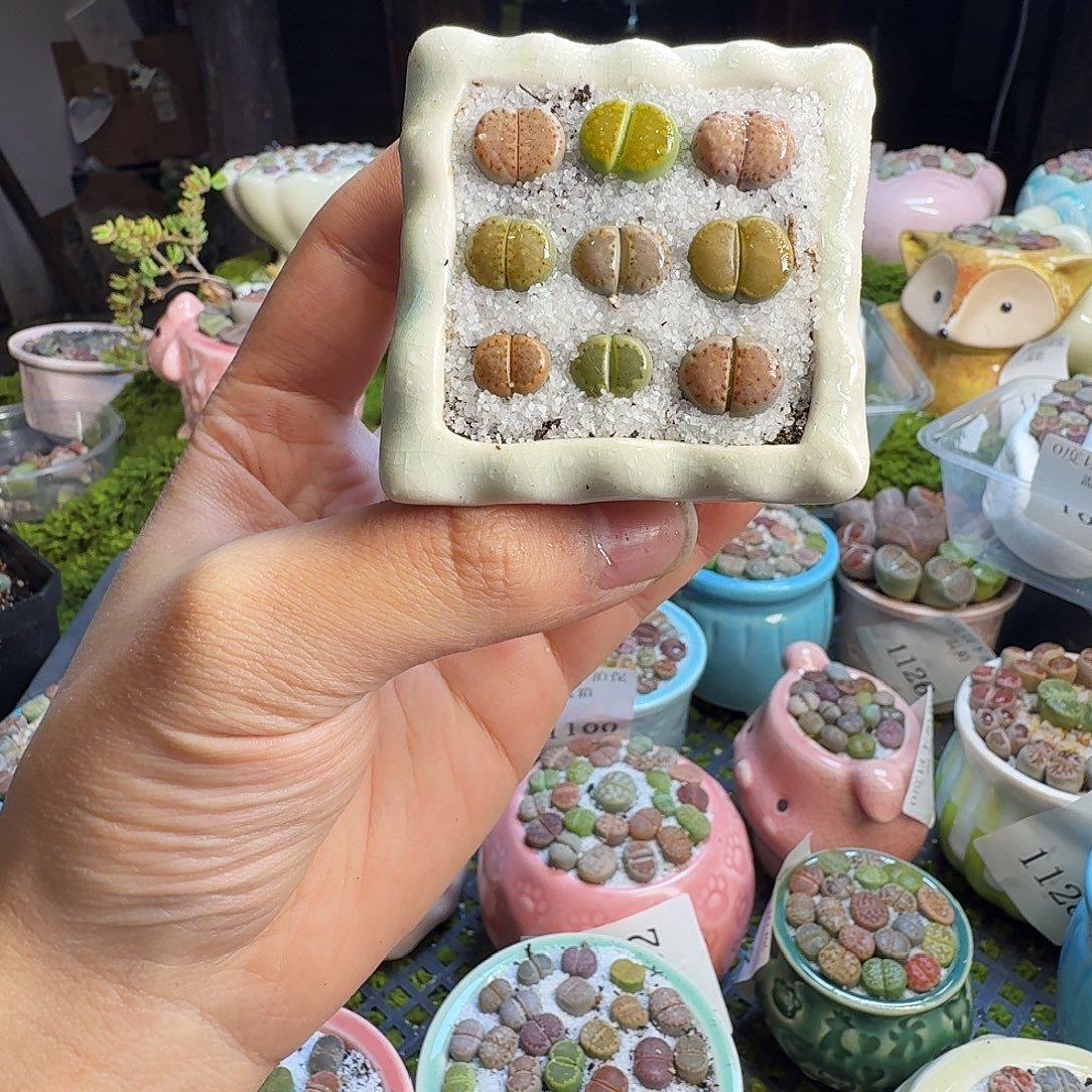 多肉植物的生物质和1138