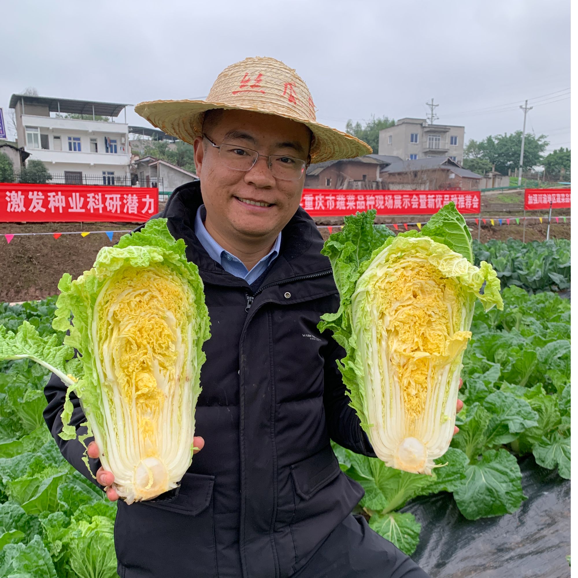 川塔临科6号 黄心大白菜   口感脆嫩 菜型好采收期长 易种植