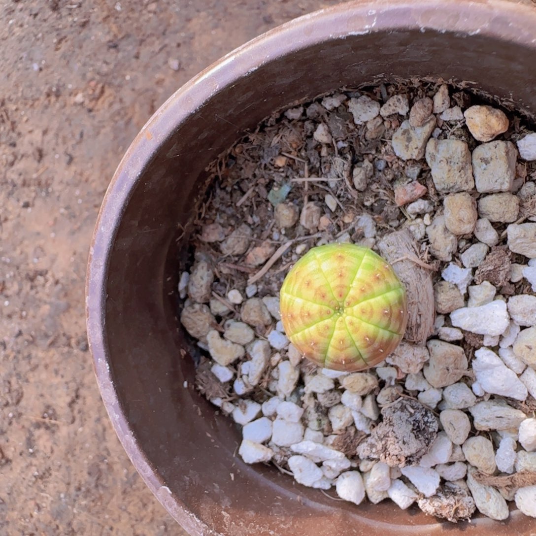 宝***熊块根植物块根植物