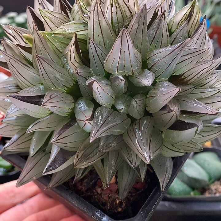 4号母本群生西瓜寿