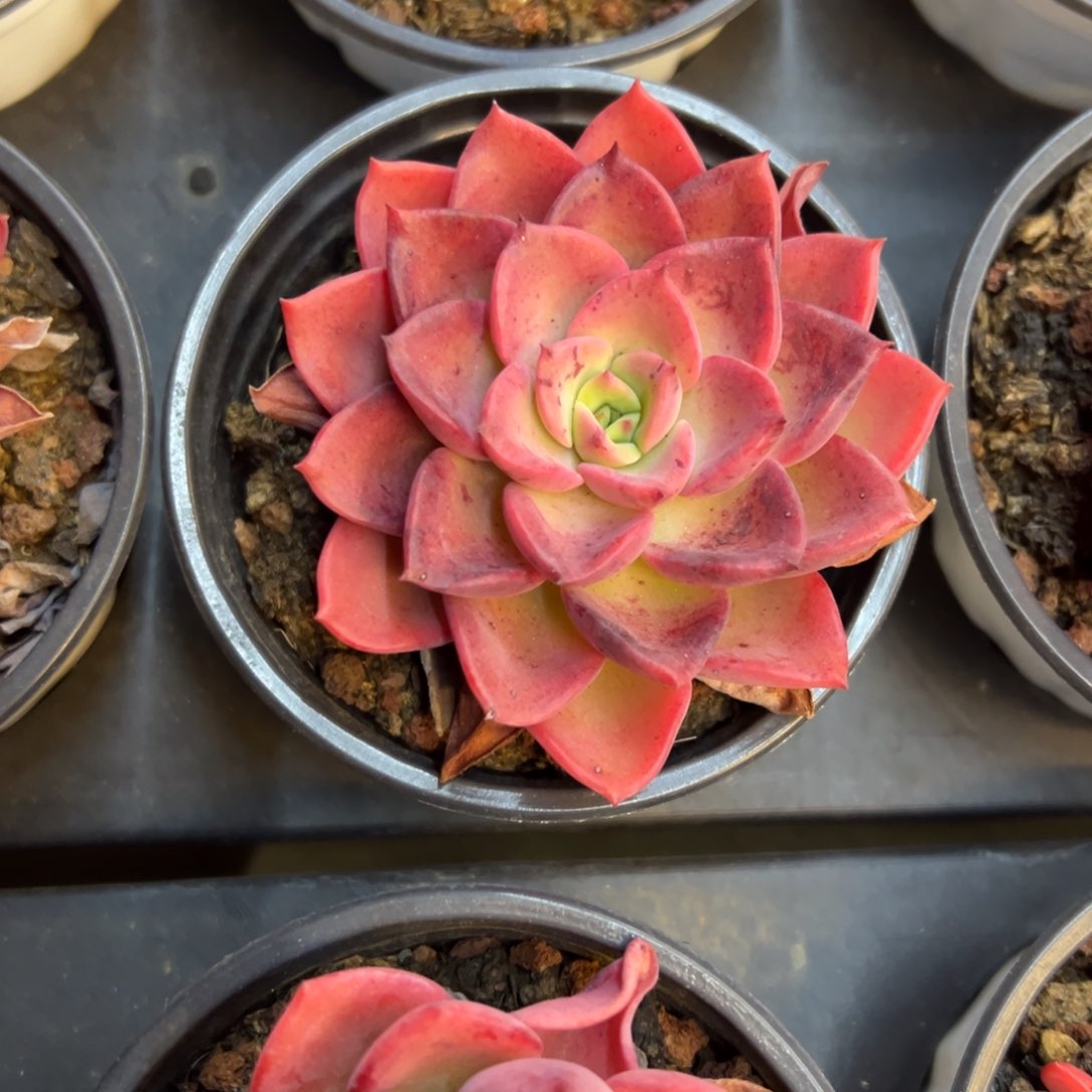 高贵单头，九块九包邮。