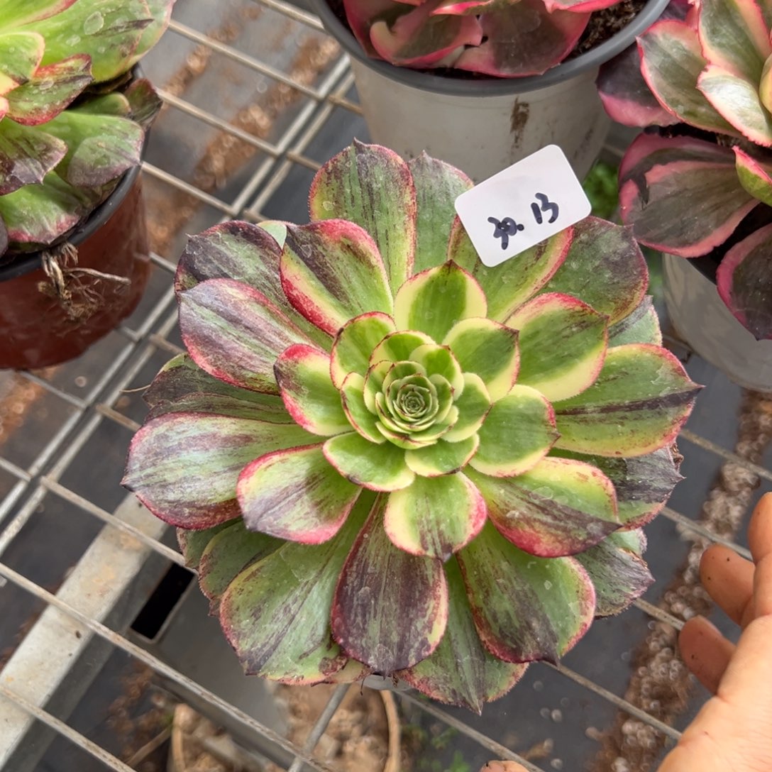 13伯爵duorouxixixixi