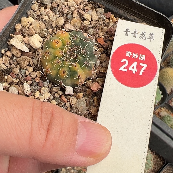实生瑞昌玉锦2.6cm