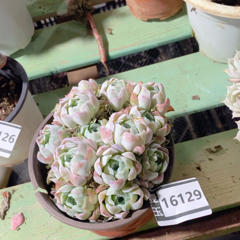 【闪购商品】沁心16129