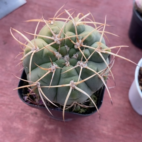 光琳玉单5仙人球