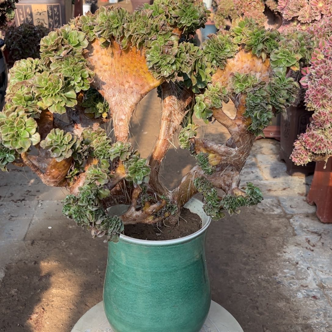 法师精品一物一拍