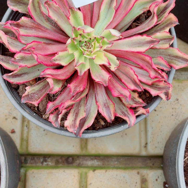 云南幽灵公主好看19号