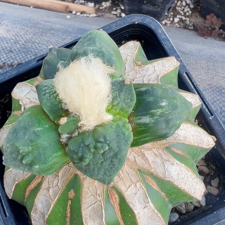 2044栗源怒涛锦仙人球