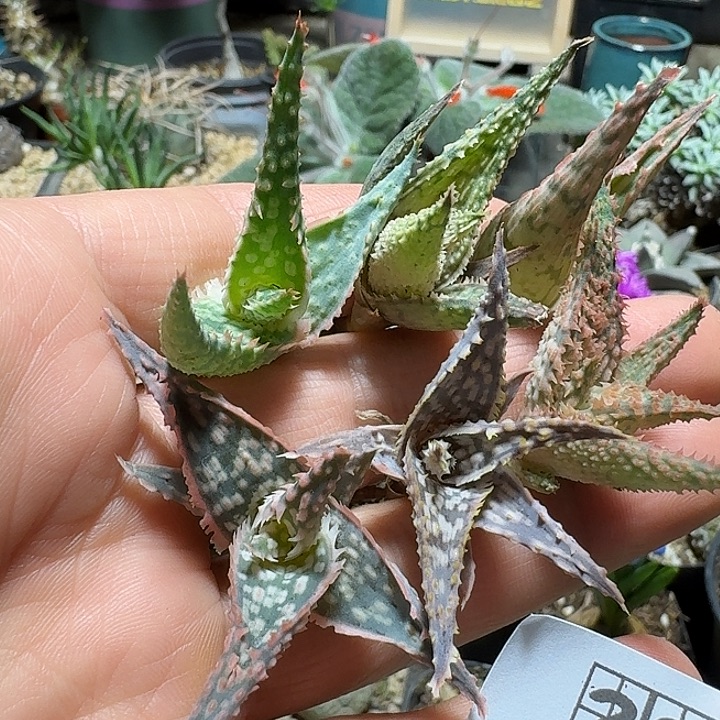 309园艺芦荟脱土发货