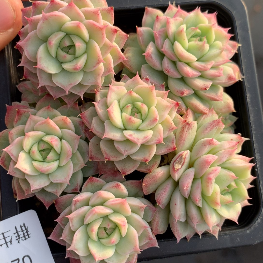 0203-27 女王玫瑰