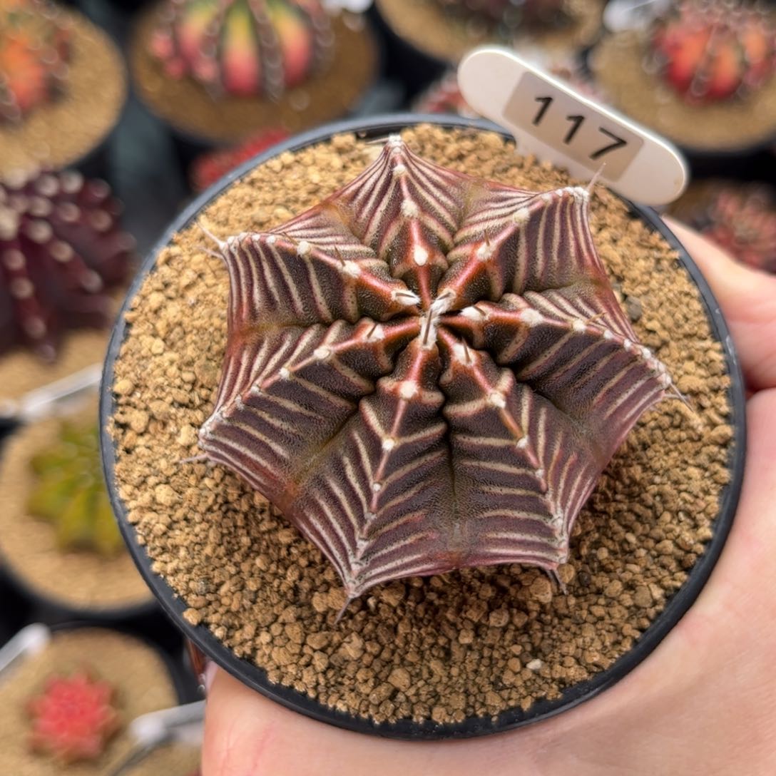 斑马 米哈仙人球