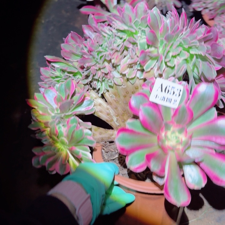 653粉女郎缀化多肉植物满28包邮