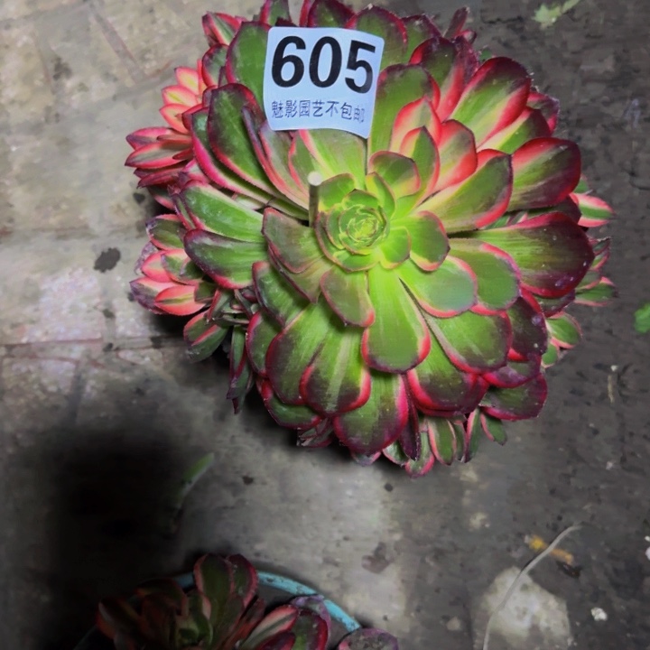 黑魔锦25-20包邮花花