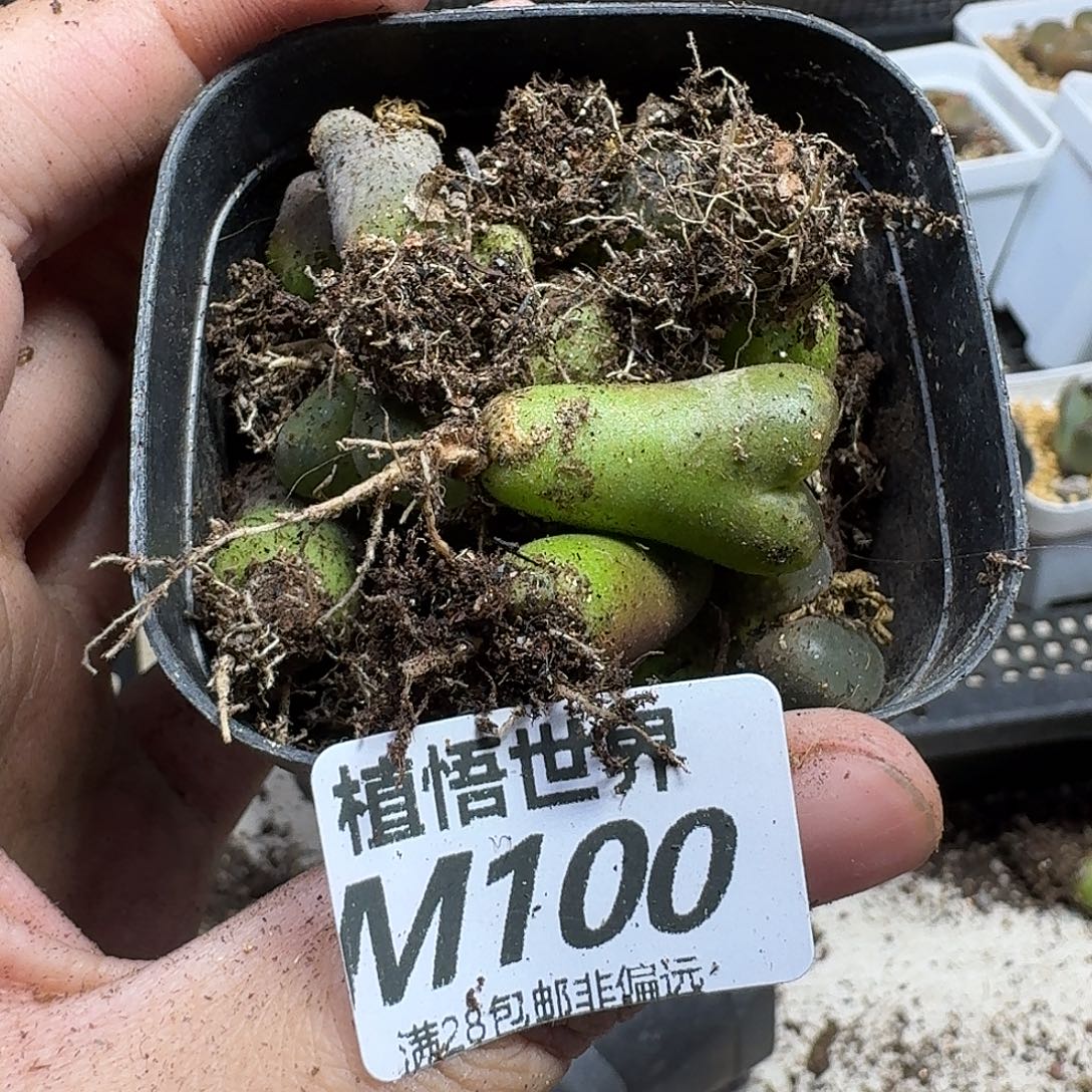 多肉植物的人生ghj