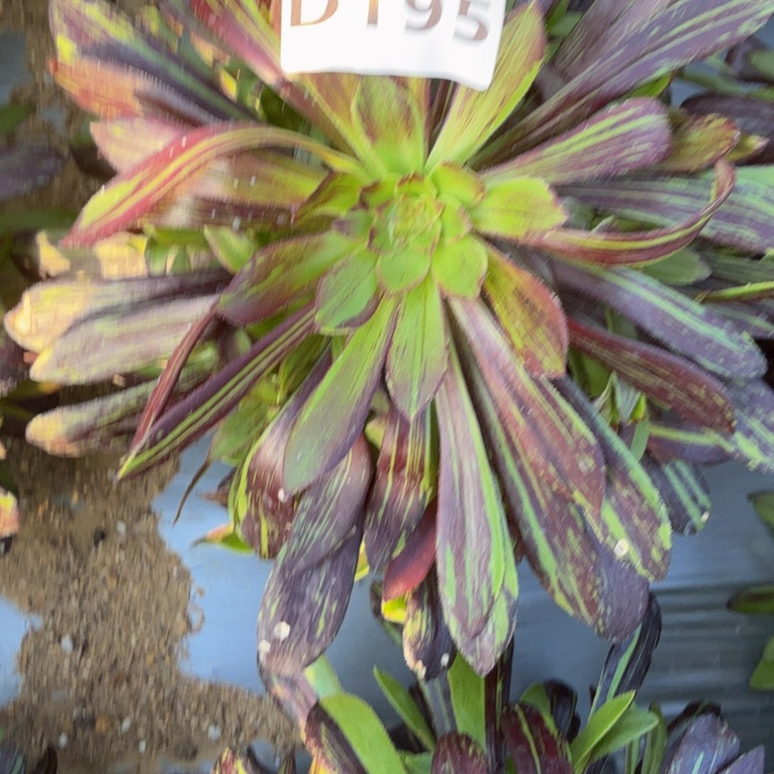 是****呀195水墨丹青。多肉植物