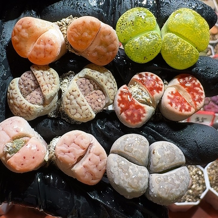 生石花333:：：。  27