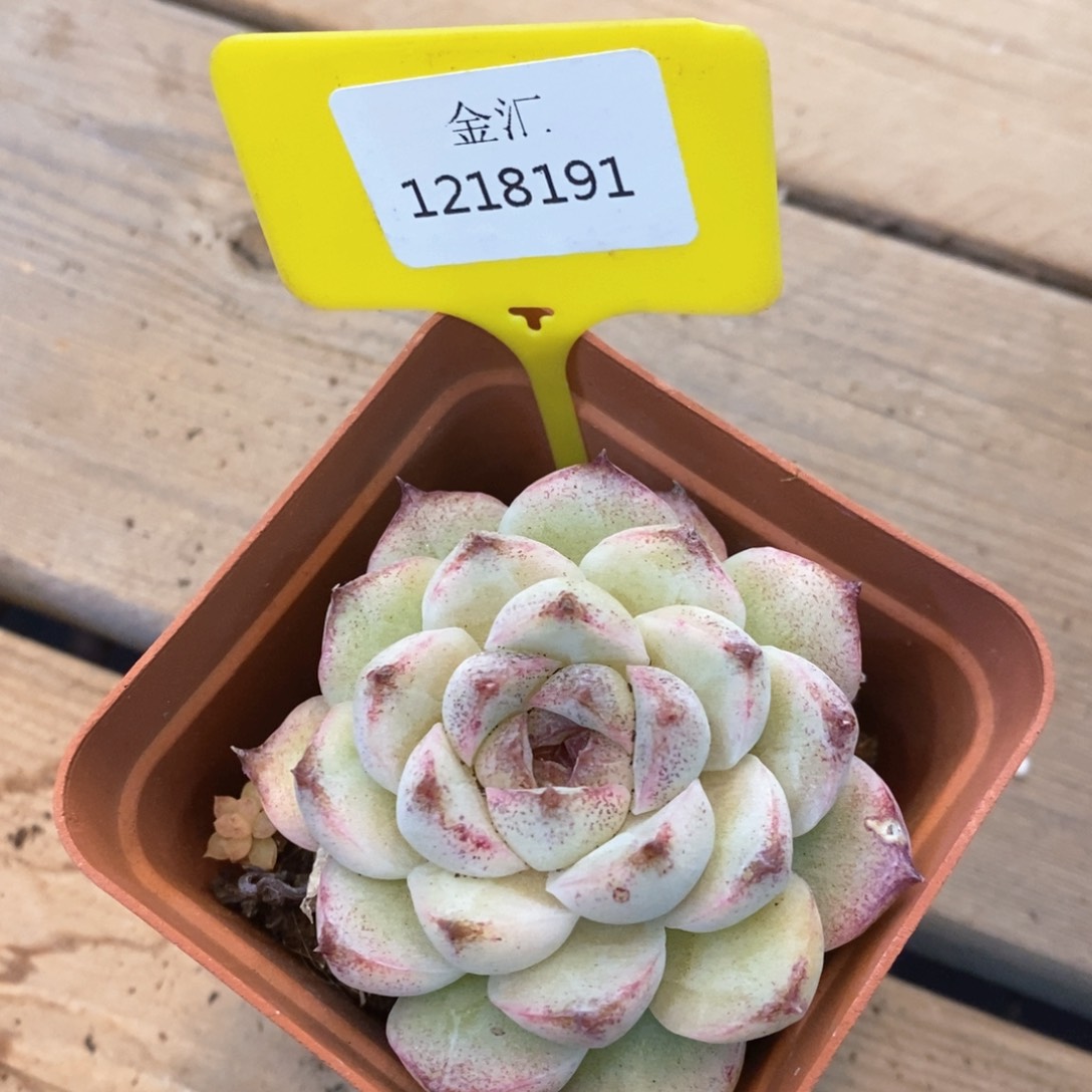 福利多多，1218191