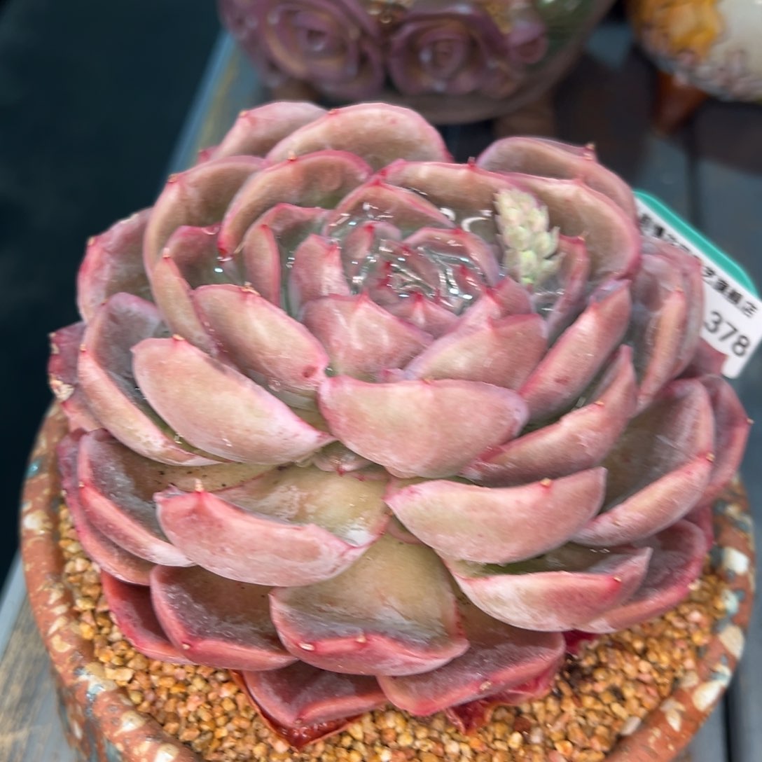 从前慢多肉精选编号0215.378