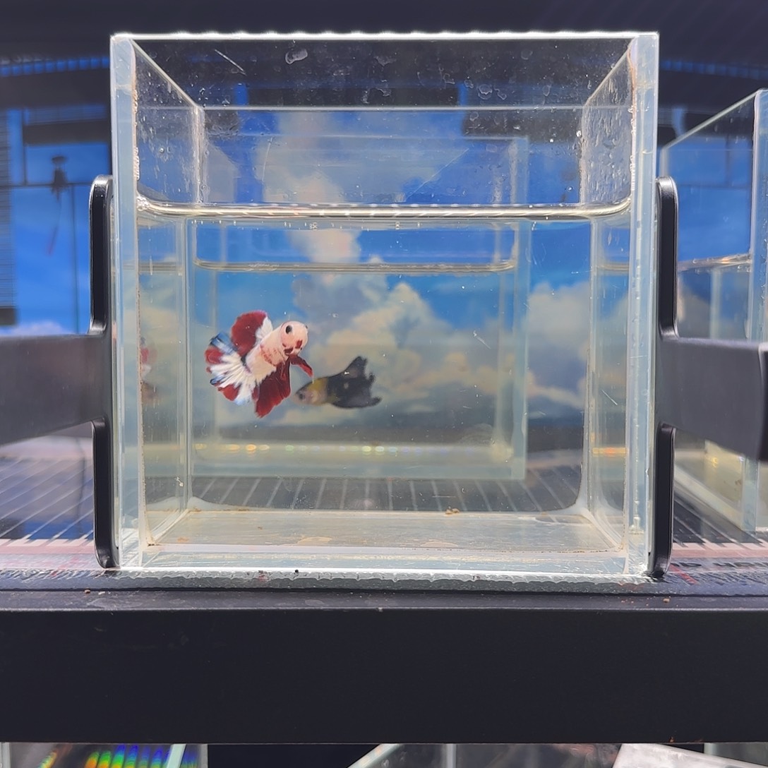 斗鱼vip精品高端鱼鱼特色可爱宝