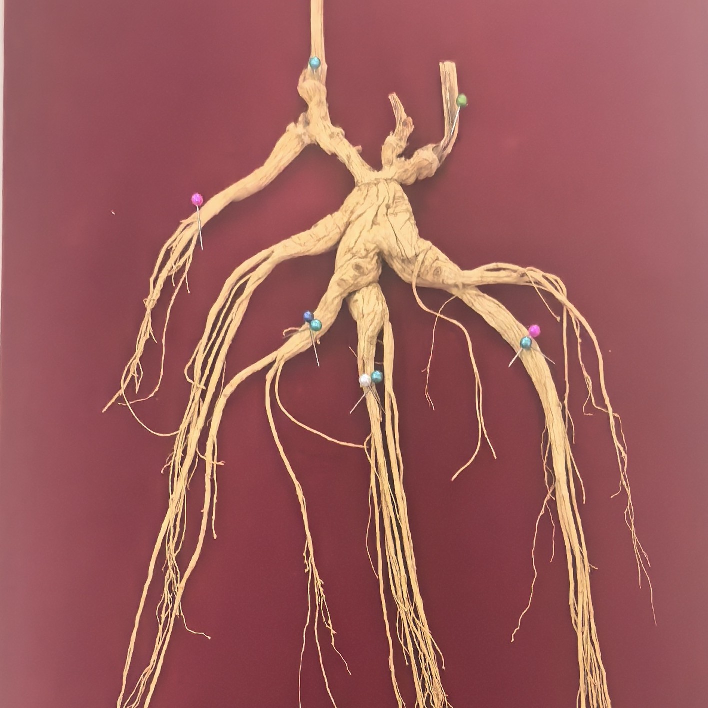 长白山林下干人参 60 板一物一拍改价款