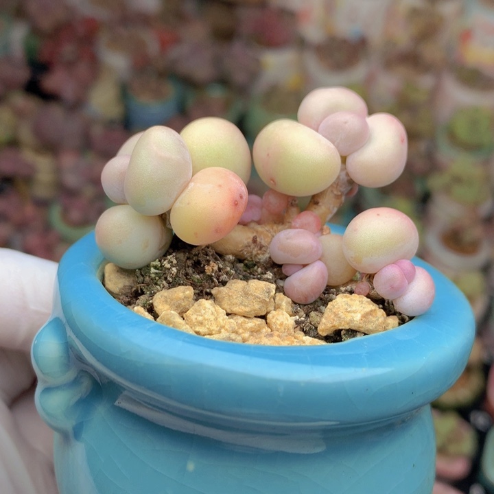 050 库福奶酪 5+2 木质老桩