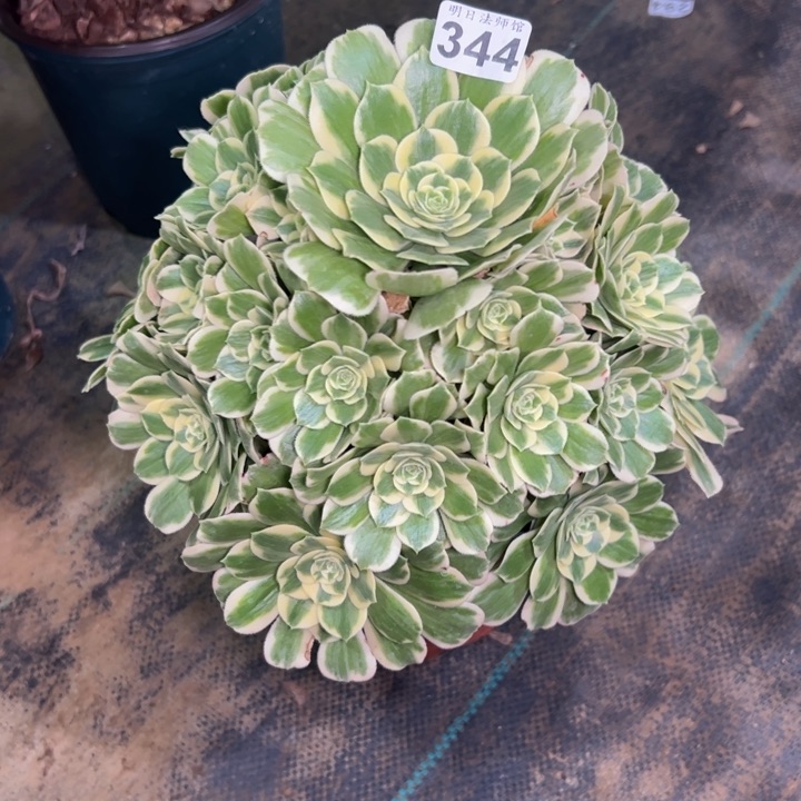 迈巴赫344多肉法师