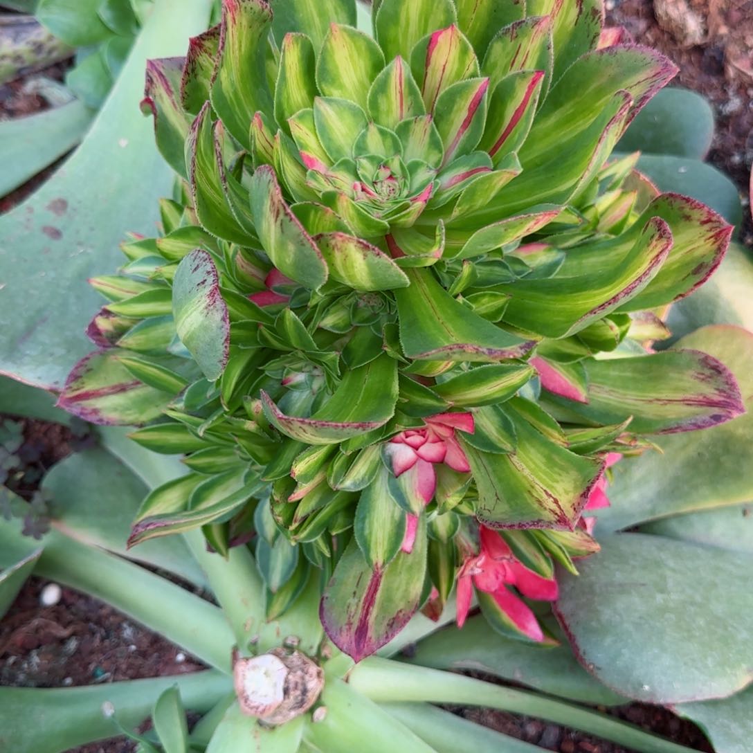 拾*@知否秋天发货