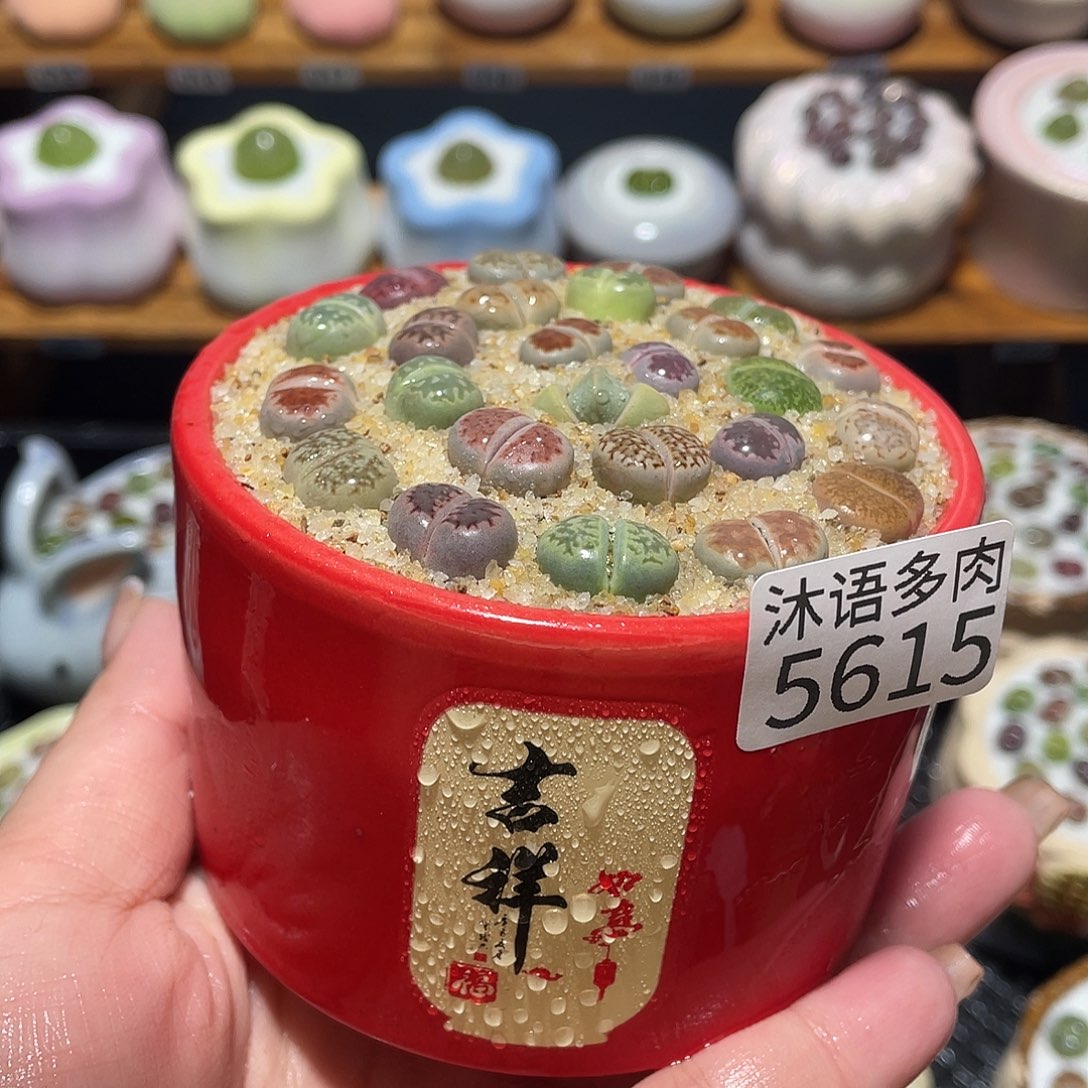 带盆土植物 一物一拍5615