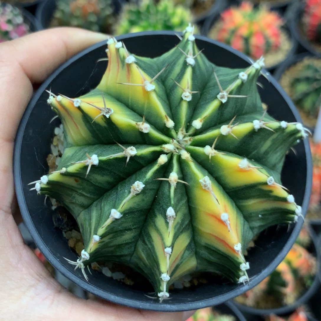 仙人球米哈肋骨锦