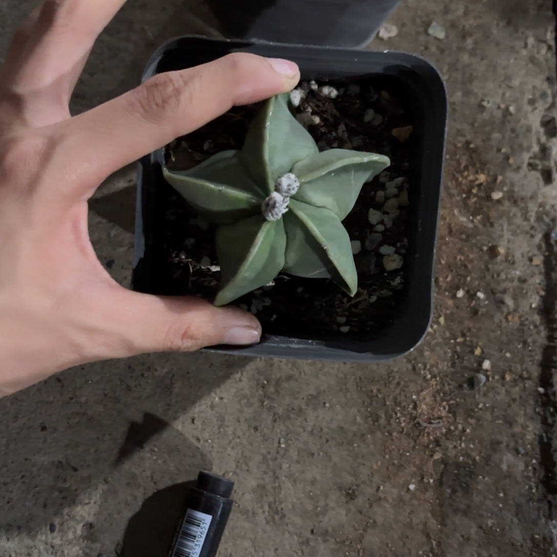 大鸾凤玉！！19.9！！