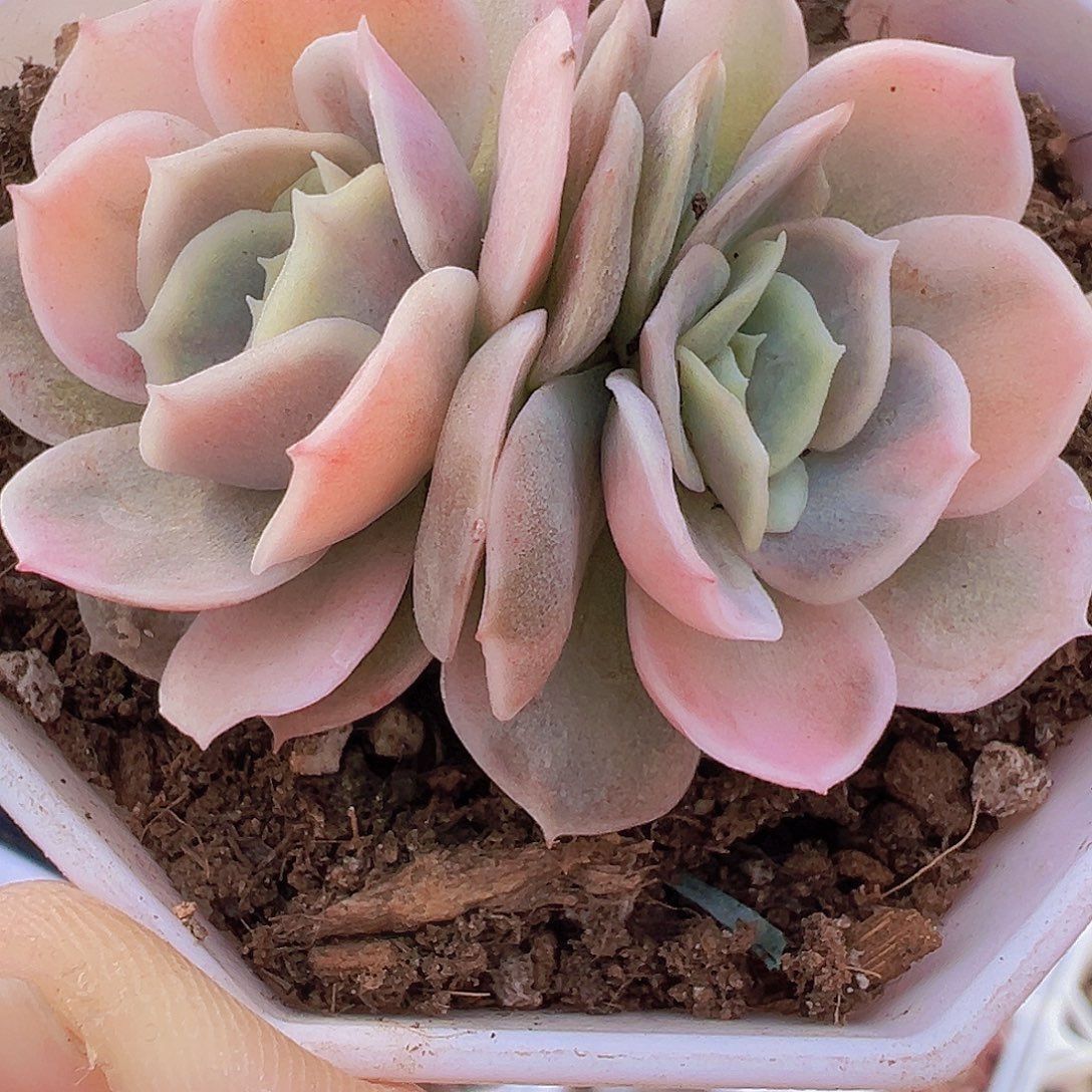 蓝色惊喜锦19包邮多肉