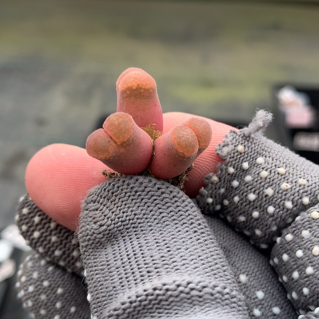 508红宝石风铃母本