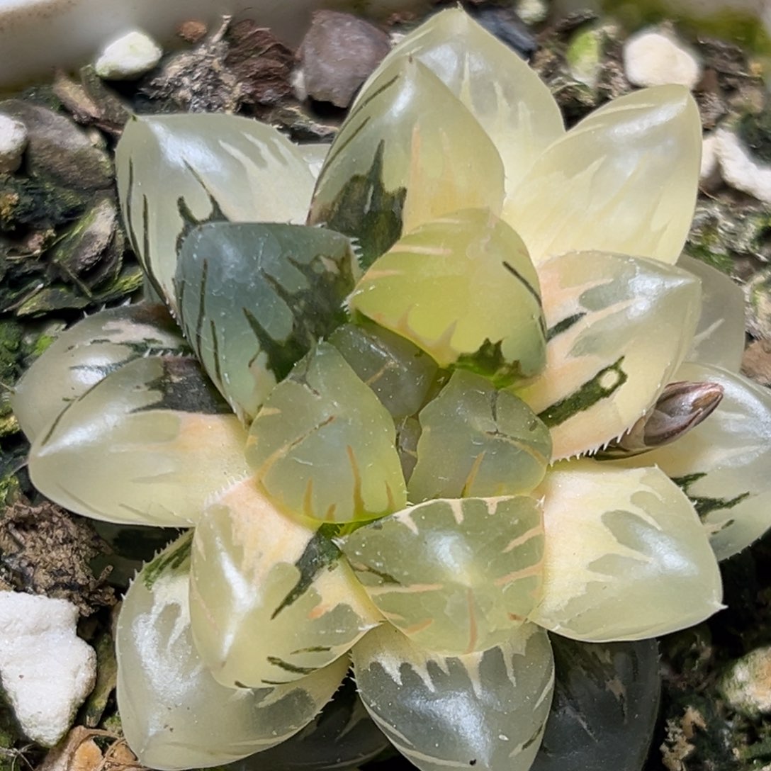 恭喜发财大吉大利0284