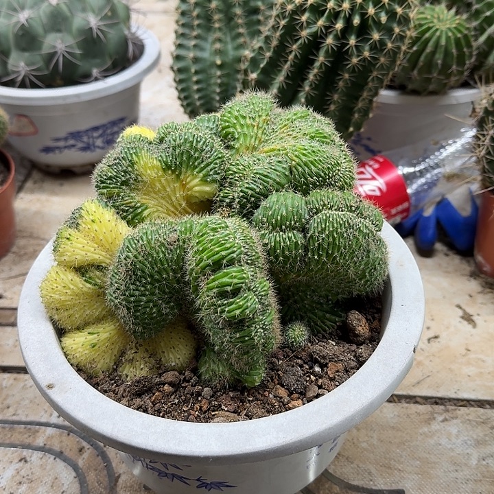 (***）无花朵彩草哈哈哈哈哈哈哈