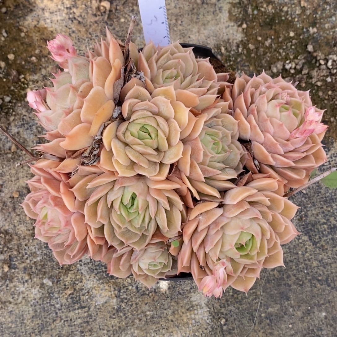 一物一拍精品多肉满38包邮-昂斯诺