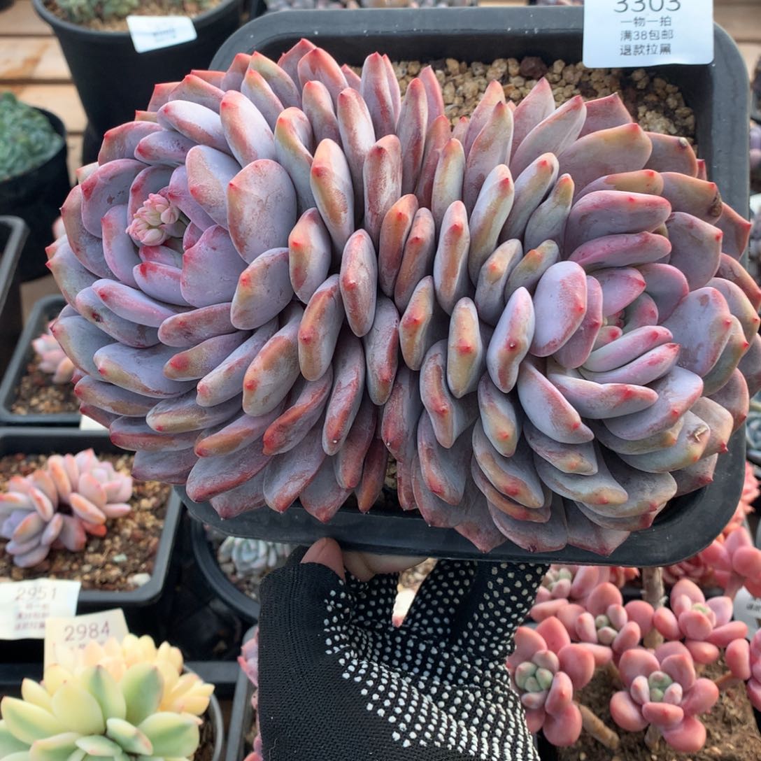 19厘米双头有砍橙梦露3303