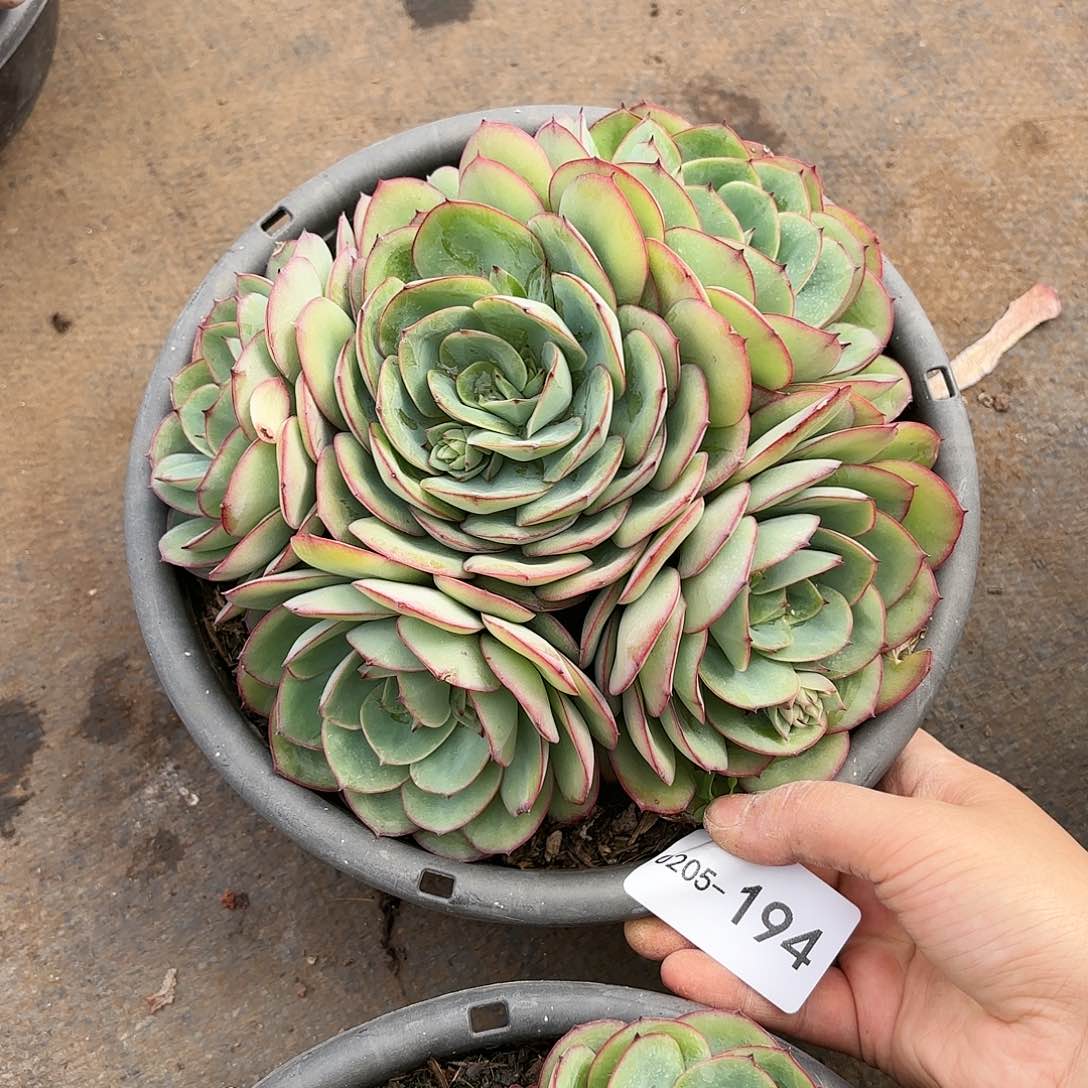 如**?同温层多肉牡丹亭194