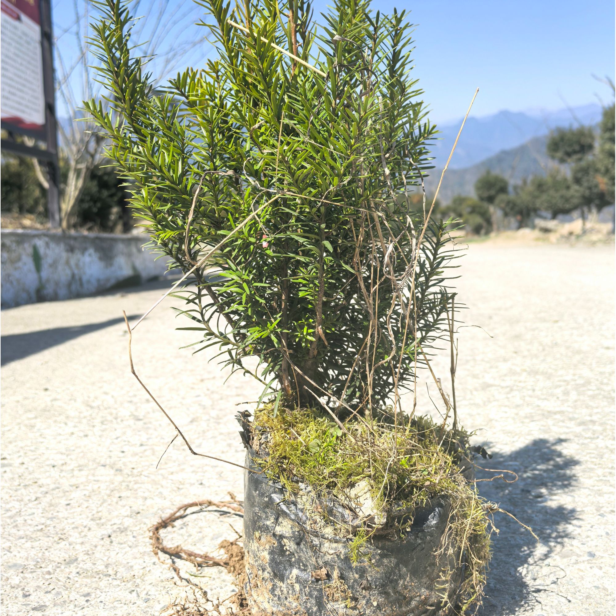 夏禹林基地直销曼地亚红豆杉蚂蝗石楠花精品杯苗客厅盆景绿植盆栽