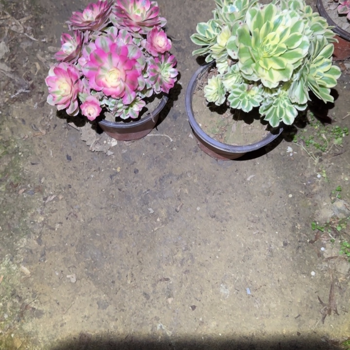 j***哥一单包邮不包侧枝57