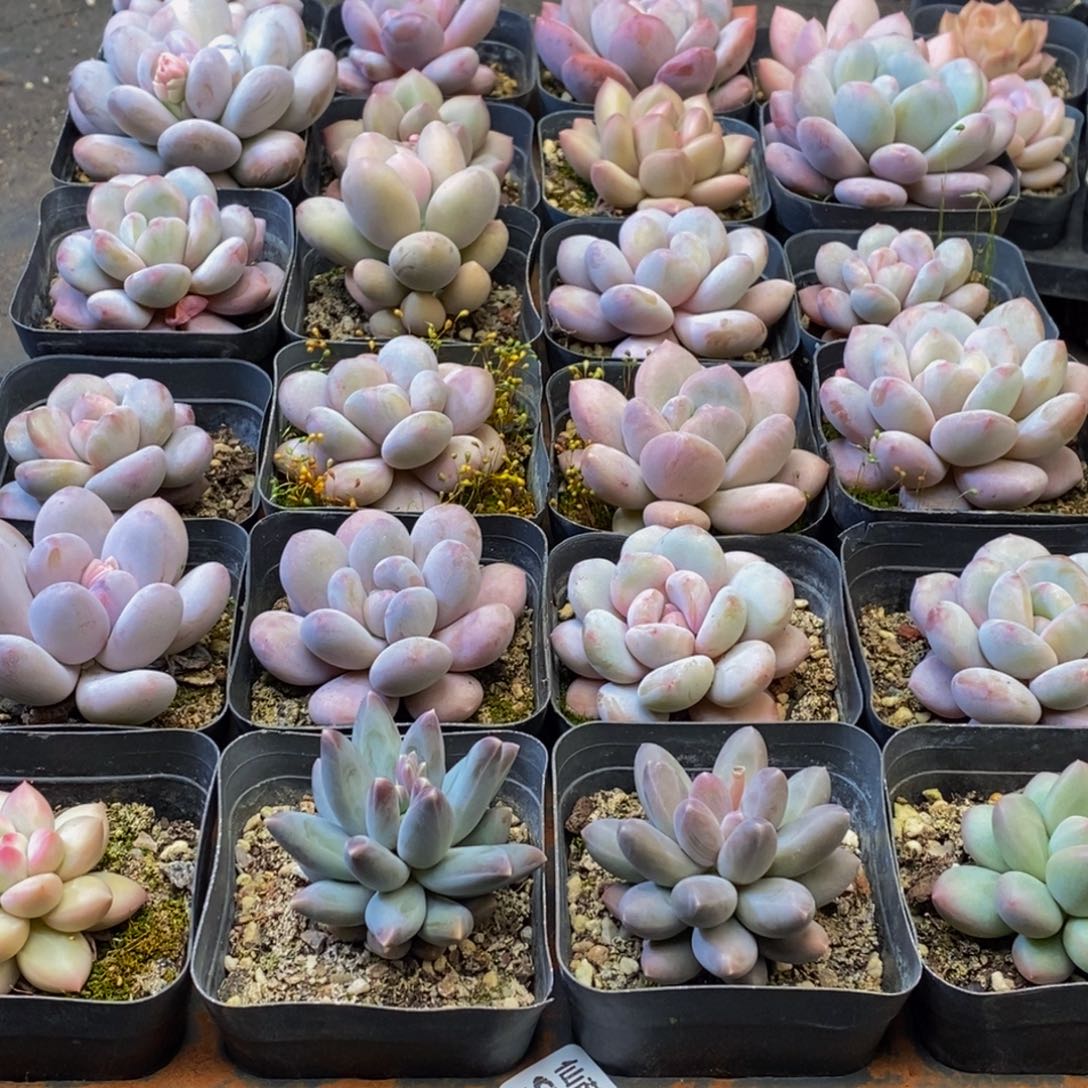 Y*938多肉植物保护研究所所长助理