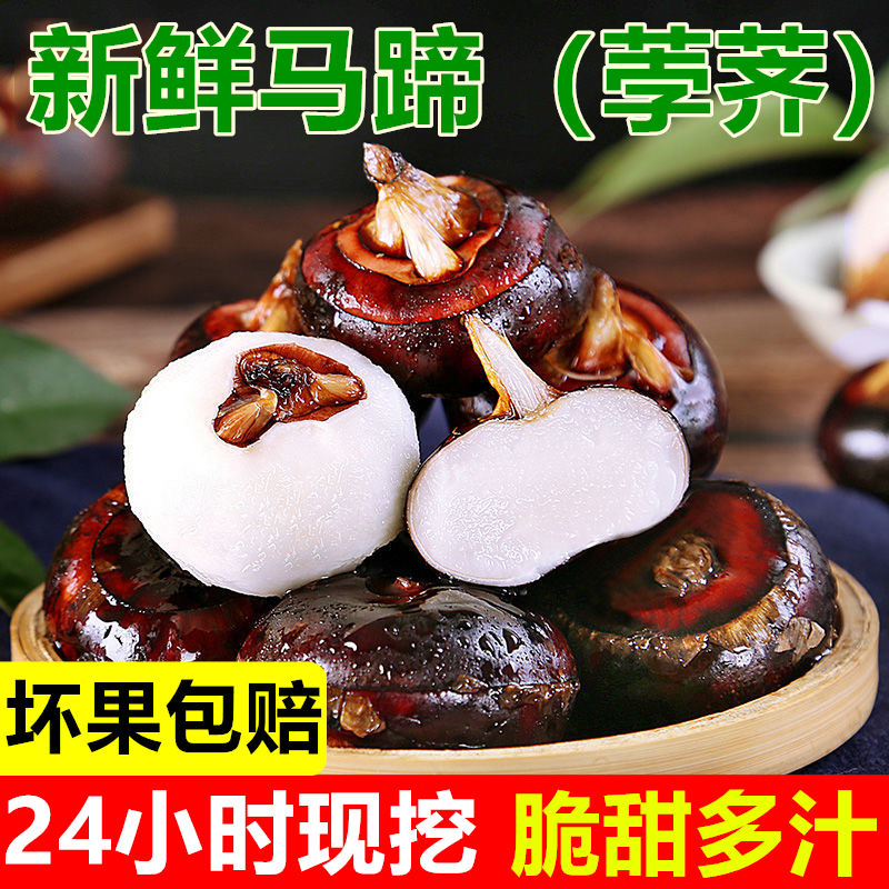 【零度地区专拍】荸荠新鲜红皮马蹄果现挖地栗水果地下雪梨当季特产
