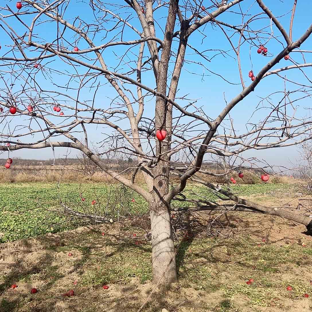 无花朵柿子树柿子树
